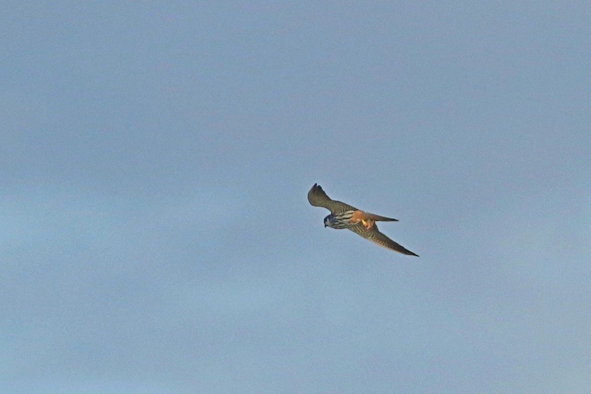 Balestrucci ( Delichon urbicum )